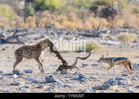 A black-backed jackal tries to steal a piece of meat from a spotted hyena as it drags the spine, skull and horns of a large male kudu.  Etosha Nationa