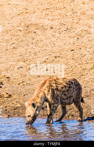 A spotted hyena takes a drink from a water hole in the Etosha National Park, Namibia. Stock Photo