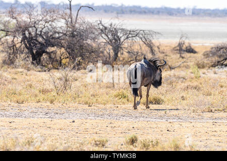 Blue wildebeest on the arid savannah of Namibia. Stock Photo