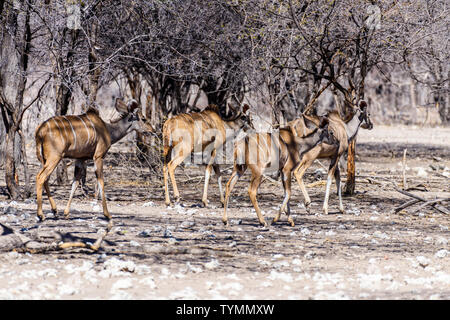Kudu at an artificial water hole in a Namibian forest, Namibia. Stock Photo