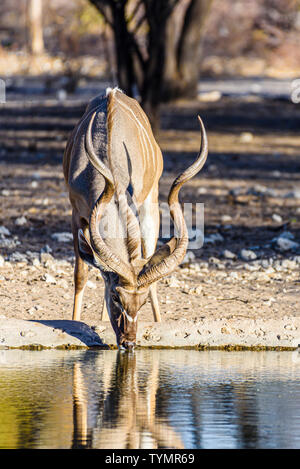 Kudu at an artificial water hole in a Namibian forest, Namibia. Stock Photo