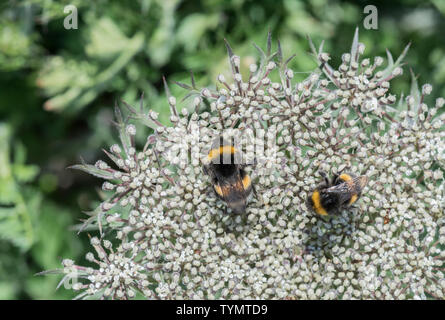 Two white-tailed Bumble Bees (Bombus sp) Stock Photo