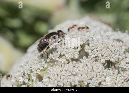 Feeding Spotty-eyed Hoverfly (Eristalinus sepulchralis) Stock Photo