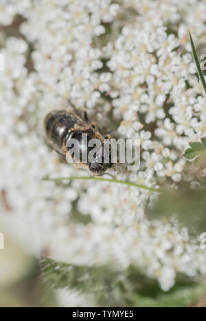 Feeding Spotty-eyed Hoverfly (Eristalinus sepulchralis) Stock Photo