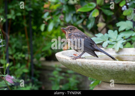 Turdus merula. Juvenile female blackbird standing on a bird bath in an english garden Stock Photo