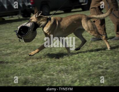 Vanda, a military working dog(MWD) trainee assigned to the 341st Training Squadron, retrieves a bite suit arm on Nov. 17, 2016, at Joint Base San Antonio-Lackland. MWD undergo a 120 day training course to prepare them for various roles with the military and federal agencies. Stock Photo