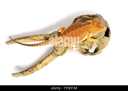 Top view of a vibrantly colored bearded dragon on horned animal skull. isolated on a white background. Stock Photo