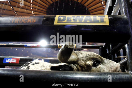 Ludacris waits for rider Chase Outlaw to climb on when they compete in the final day at the seventh annual Professional Bull Riders Monster Energy Invitational at Madison Square Garden on January 6, 2013 in New York City. Rider Robson Palermo came from behind and rode bull Whitewater Trouble to win the event.        UPI/John Angelillo Stock Photo