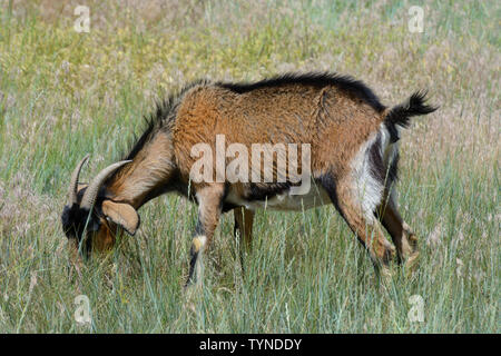 Brown, black and brown goat with horns grazing in pasture of wild grass Stock Photo