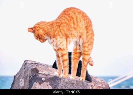 The red cat is stretching on the stone at the beach. The water of ocean and blue sky is in the background. Stock Photo