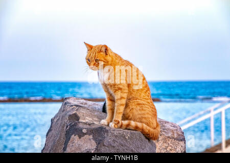 Red cat is sitting on the stone at the beach. The water of ocean and blue sky is in the background. Stock Photo