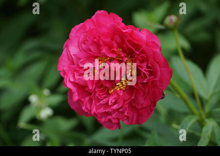 Paeonia  lactiflora Goody.  Double crimson peony flower. Paeonia lactiflora (Chinese peony or common garden peony). One flower Stock Photo