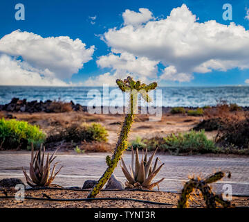 Beautiful green cactus on the beach with turqoise sea water, Fuerteventura, Canary island. There are wonderful blue sky with clouds in the background. Stock Photo