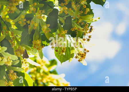 flowers blossoming tree linden wood, used for the preparation of healing tea, natural background, spring. Stock Photo
