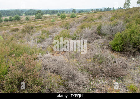 Hankley Common, a heathland area in Surrey, UK, showing heather die-back due to the dry hot summer of 2018 Stock Photo