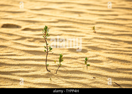 young green plants sprouting out of the sand Stock Photo