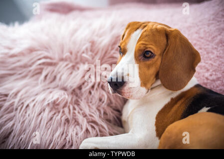 Fluffy beagle sales