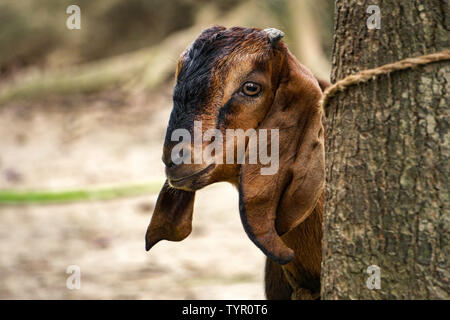 Curious young Goat, A Big Ear Goat Looking for a Mother goat Stock Photo