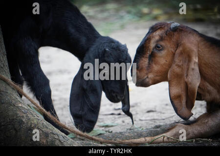 Two Goat Son and Mother Lovely moments Stock Photo