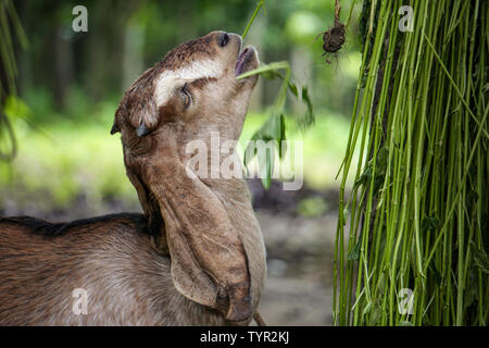 The goats love eating hanging Green grass on the tree. Stock Photo