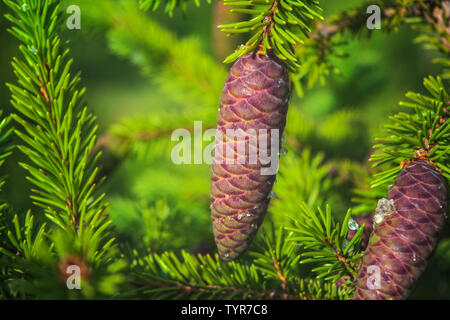 Young spruce shoots with cones on a blurred green background. Young needles on spruce. Nature in the forest. Stock Photo