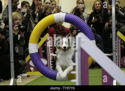 Australian shop kennel club