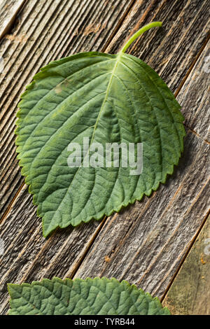 Raw Green Organic Perilla Sesame Leaves Ready to Cook Stock Photo