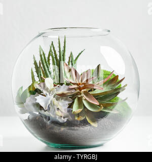 Indoor plants in florarium. Mini home garden concept Stock Photo