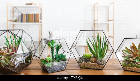 Indoor plants in florarium vases in row on table Stock Photo