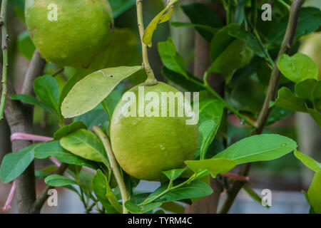 Green lemon hanging on tree Stock Photo