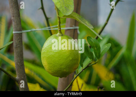 Green lemon hanging on tree Stock Photo