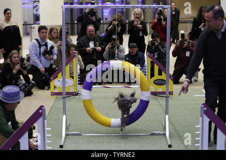 A Chinese Hairless Crested leaps through a hoop for an agility demonstration for the 2017 Masters Agility Championship at the Westminster Dog Show meet the breeds event two weeks before the 141st Annual Westminster Kennel Club Dog Show at Madison Square Garden in New York City on January 30, 2017. Three breeds including the American Hairless Terrier, the Pumi and the Sloughi will compete for the first time at MSG during the annual competition, which will take place on Monday, February 13 and Tuesday, February 14, 2017. The first Westminster show was held on May 8, 1877, making it the second-lo Stock Photo