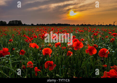 Bright red Poppy field glowing just prior sunset Stock Photo