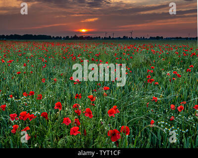 A field of bright red poppies glowing in the evening sun Stock Photo