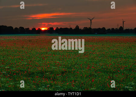 Sun setting behind  field of red poppies in Germany Stock Photo