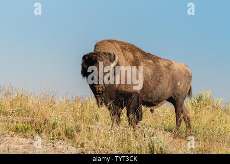 A male American bison (Bison bison) at Hayden Valley in Yellowstone National Park, Wyoming, USA. Stock Photo