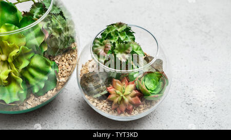 Glass florarium vases with succulent plants on concrete background Stock Photo
