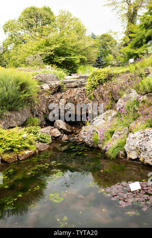 The mountain-like landscaped rock garden in full bloom in spring at the University Botanical Garden at the Natural History Museum in Oslo, Norway. Stock Photo