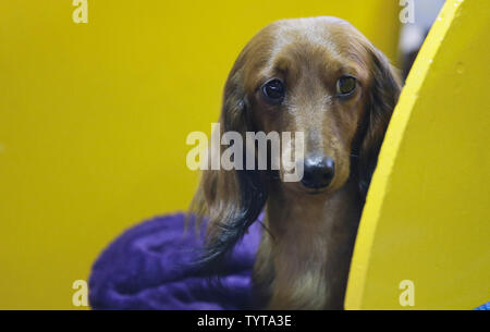 Long haired hot sale dachshund kennel club