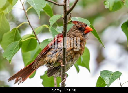 Female cardinal sits perched on a tree branch in Florida Stock Photo