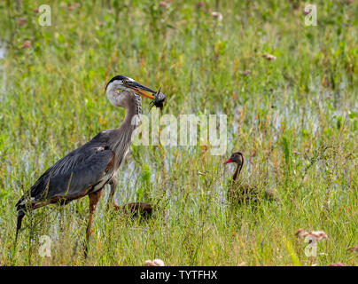 Great blue heron catches a fish for breakfast Stock Photo