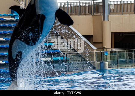 Haichang Ocean Park orca performance in Shanghai Stock Photo