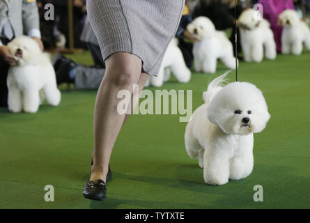 Bichon Frise compete at the 143rd Annual Westminster Kennel Club Dog Show at Pier 92 in