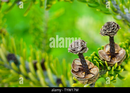 Closeup view of the Korean fir cones on the green branches Stock Photo