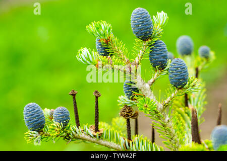 Closeup view of the Korean fir cones on the green branches Stock Photo