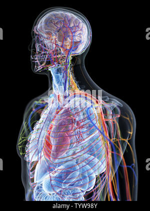3d rendered medically accurate illustration of the human anatomy Stock Photo