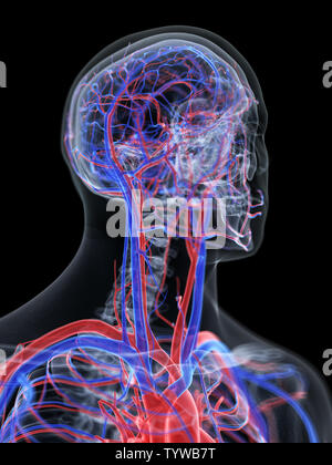 3d rendered medically accurate illustration of the vascular system of the head Stock Photo