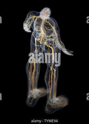 3d rendered medically accurate illustration of the brain and nervous system Stock Photo
