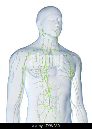 medically accurate illustration of the axillary lymph nodes Stock Photo ...