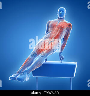 3d rendered medically accurate illustration of the muscle system of a gymnast Stock Photo